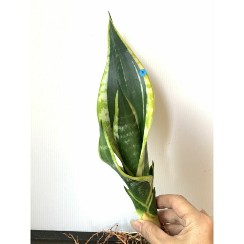 4 霸王 虎尾蘭 植物