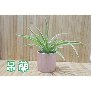 吊蘭 3吋盆 室內植物 淨化空氣 綠色空氣淨化器 盆栽