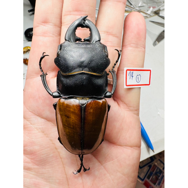 odontolabis castelnaudi的價格推薦- 2026年2月| 比價比個夠BigGo