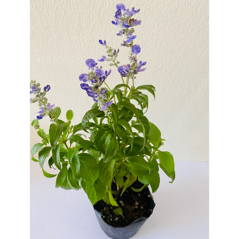 H01 快樂鼠尾草苗 2.5寸/3寸盆 5寸自組套件 小品盆栽 紫色花朵 情緒療癒 淨化能量 保健植物，鼠尾草