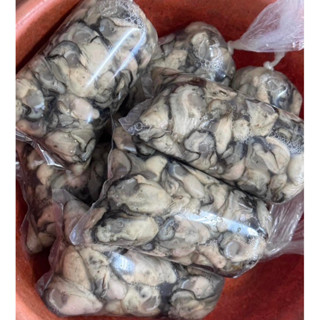中部蚵自產自銷🦪/牡蠣/帶殼牡蠣/新鮮出貨