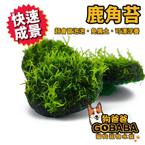 ★狗爸爸★ 新手級 鹿角苔圓石 CO2 超耐命 水草造景 魚缸造景 魚缸飾品 綠色水草 G057
