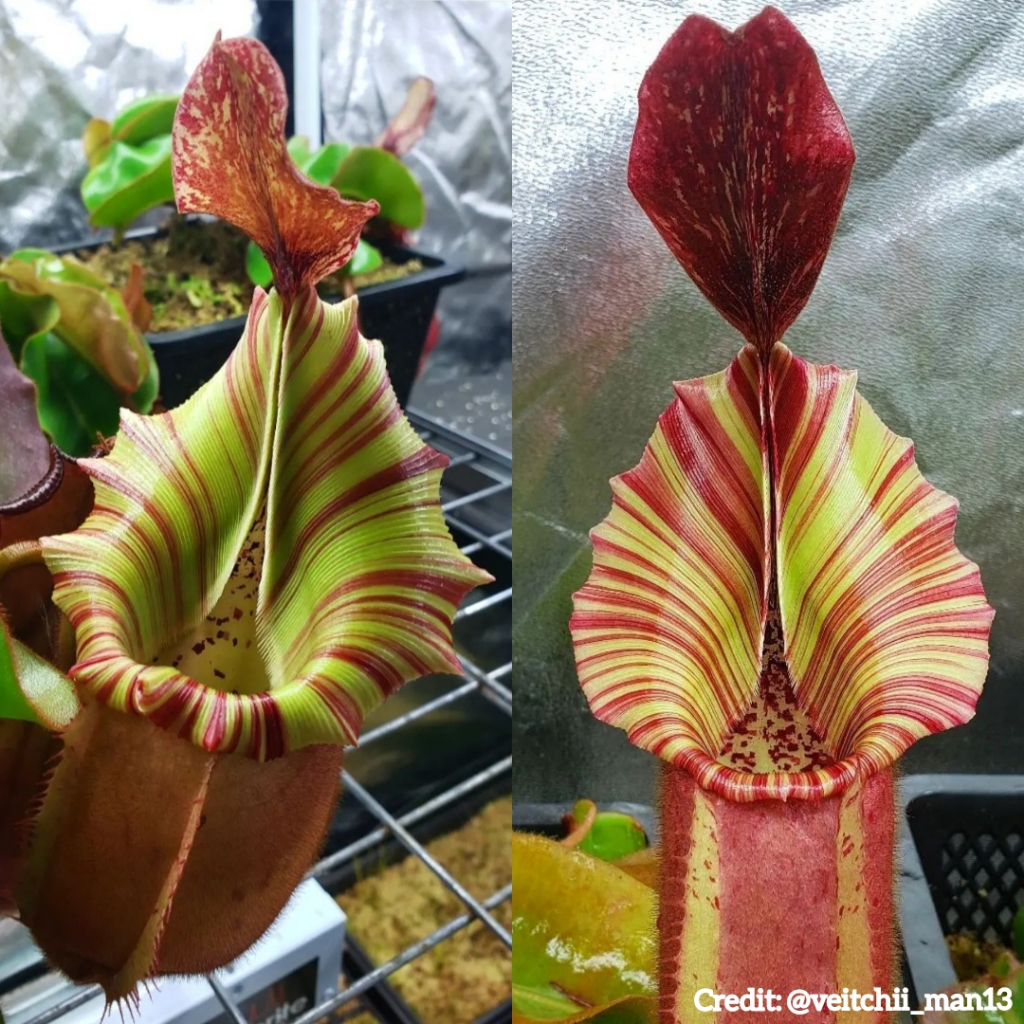 最も信頼できる ○胞子つき葉先カット1枚分veitchii #1