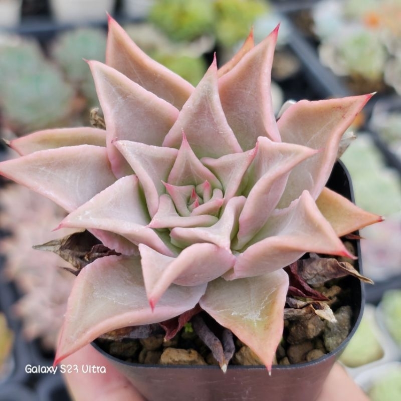 控養馬迪巴🌵多肉植物❤️蘭心花卉（橘標）