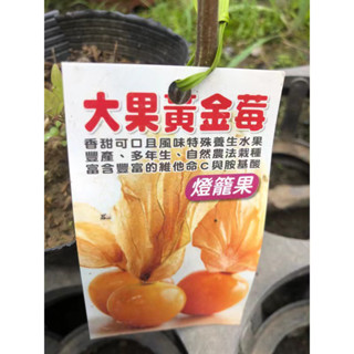大果黃金莓/燈籠果⋯/4寸苖植袋