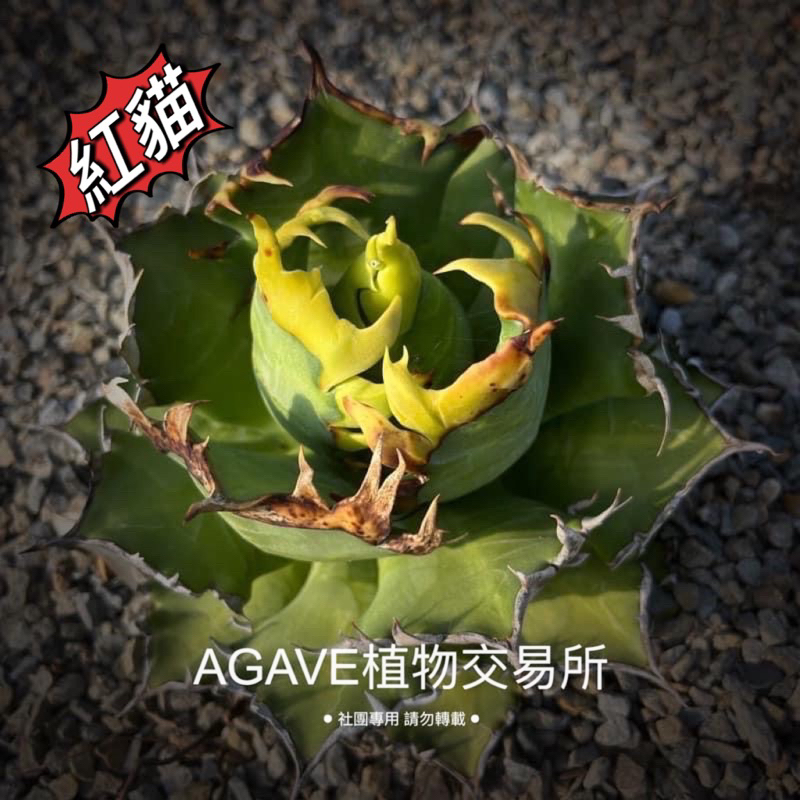 紅貓嚴龍 (販售側芽) 非TC組織苗 龍舌蘭 AGAVE