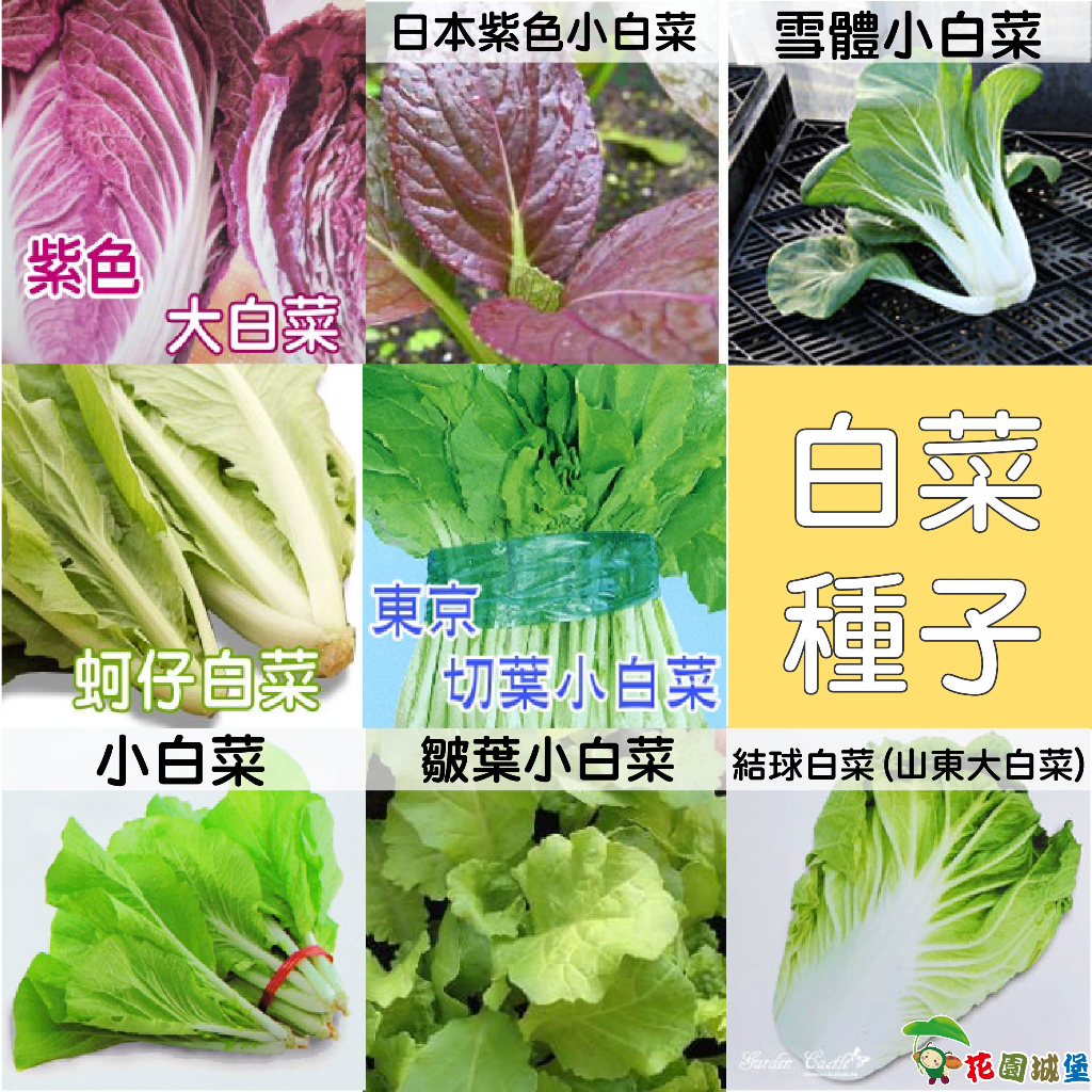 現貨-白菜種子 日本紫色小白菜 雪體小白菜 日本切葉小白菜 耐熱小白菜 皺葉小白菜 結球白菜 山東大白菜 花園城堡