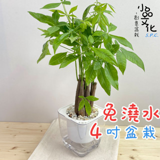 【小品文化】枝幹馬拉巴栗【現貨】4吋透明懶人盆栽 發財樹 加水更方便 觀葉植物 室內植物 水培 花盆 居家辦公盆花