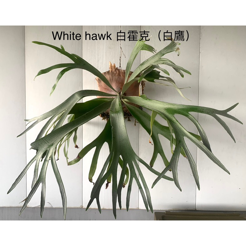 P.white hawk 白霍克 白鷹鹿角蕨 超級穩根亞成株