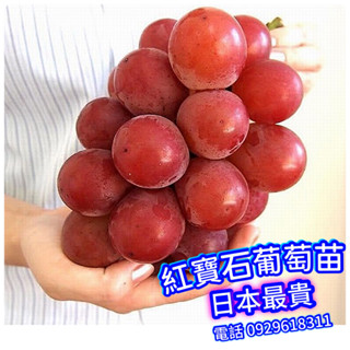 ✅日本紅寶石葡萄✅宅配版大苗✅頂尖好吃 阡插苗 藍寶石葡萄 月亮葡萄 水果苗 葡萄苗 櫻井葡萄 陽光玫瑰 日本妮娜皇后