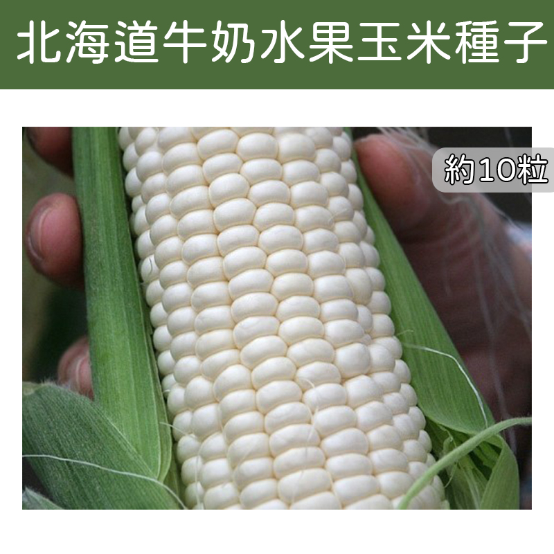 【現貨】【全館590免運】北海道牛奶水果玉米種子 約10粒