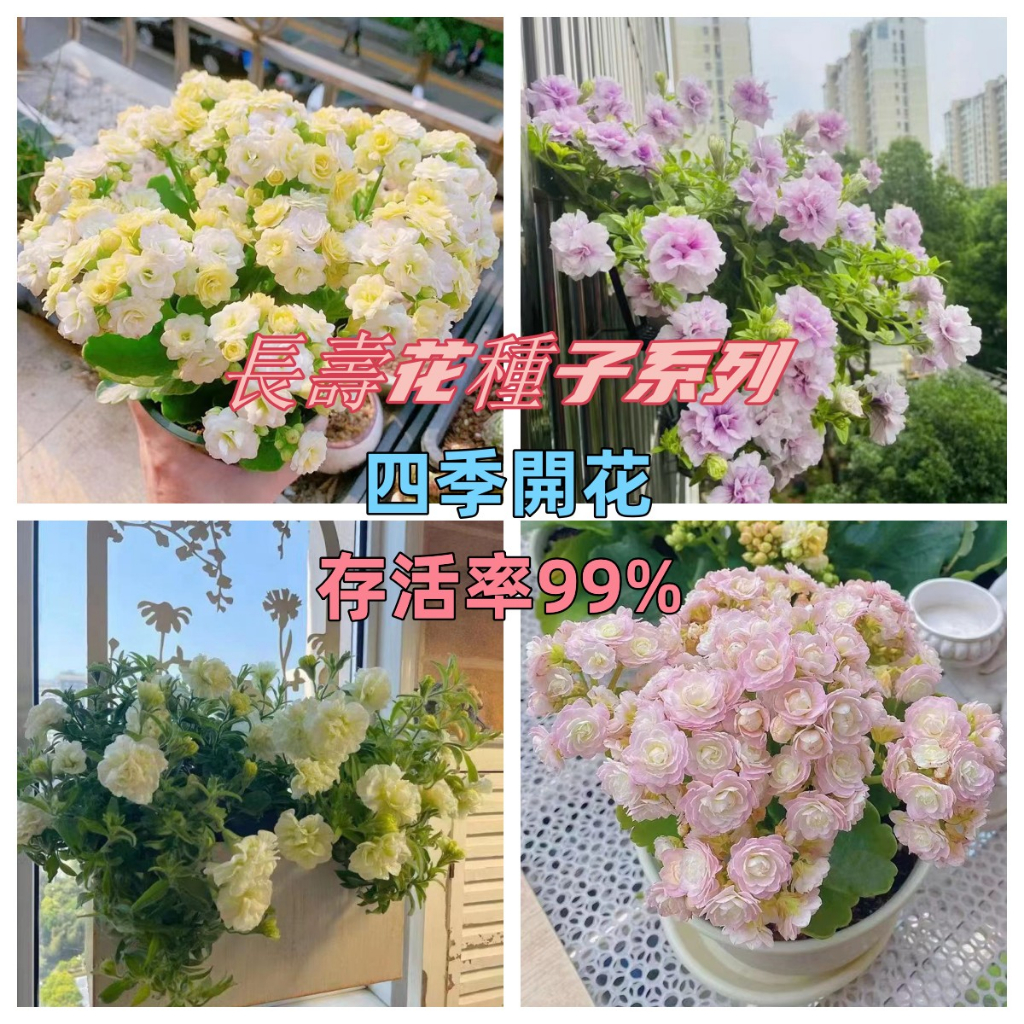 🔥🔥🔥【長壽花種子 重辦長壽花種子】四季種植 易養活 盆栽種植 花卉種子 發芽率高 濃香型 易養活