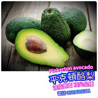 平克頓酪梨嫁接苗 盆栽 Pinkerton avocado【最金改良款】業界最頂級品種【現貨供應中】