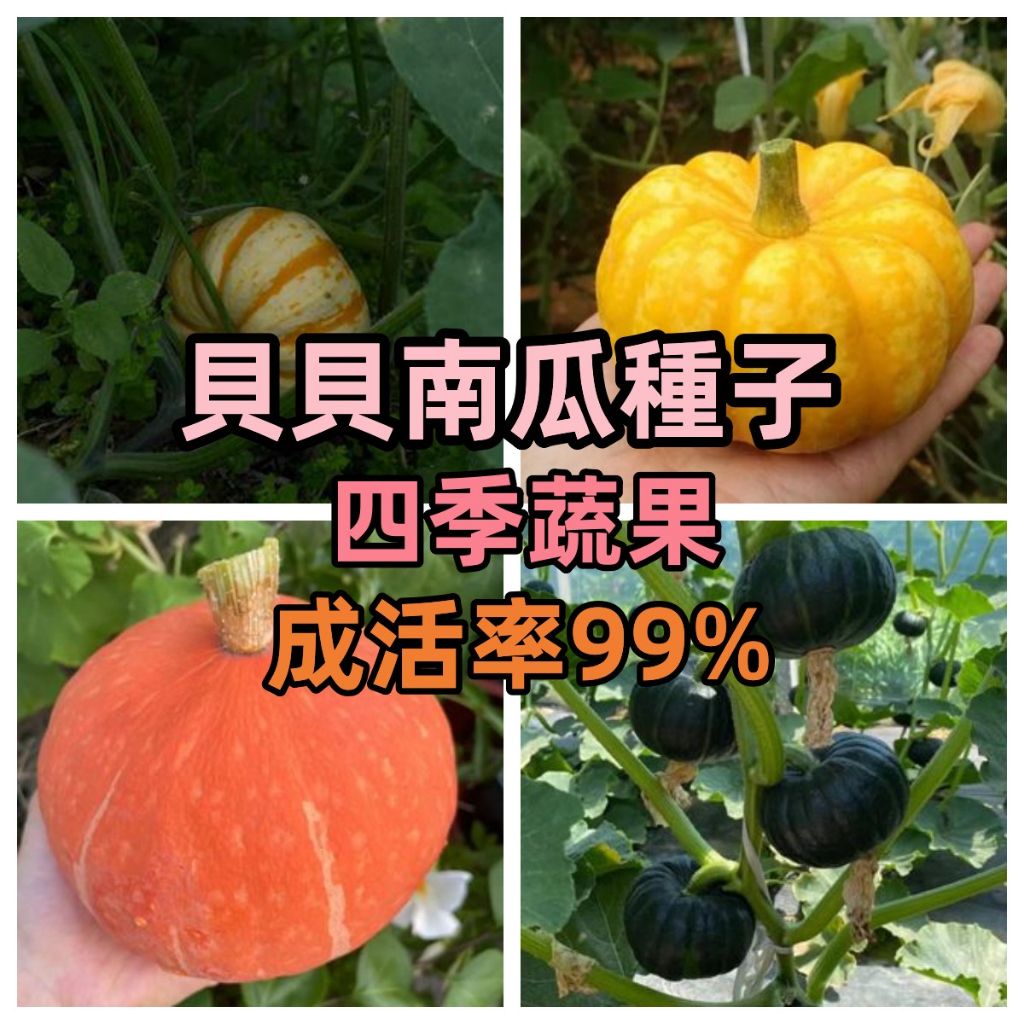 新店大酬客🔥【貝貝南瓜種子】 全網超低價 紅貝貝南瓜種子 花皮貝貝 種子蔬菜種子迷你小南瓜 種子庭院陽台盆栽 現貨速發