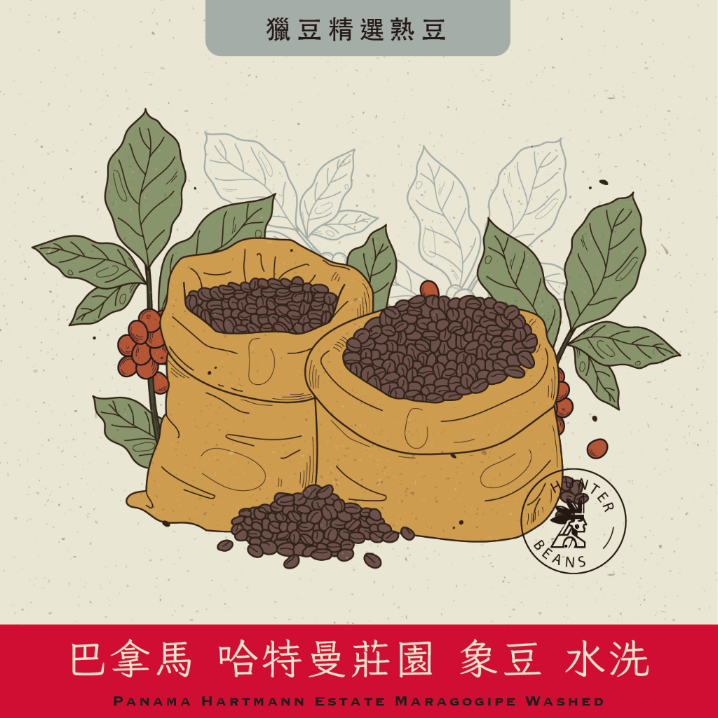 (咖啡熟豆) 獵豆工坊🐆 (淺烘焙) 巴拿馬 哈特曼莊園 象豆 水洗  咖啡熟豆 225g/450G