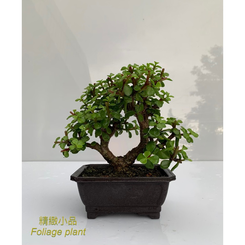 精緻小品 盆栽 銀杏木 觀葉植物 多肉植物 造型盆栽 5吋方盆