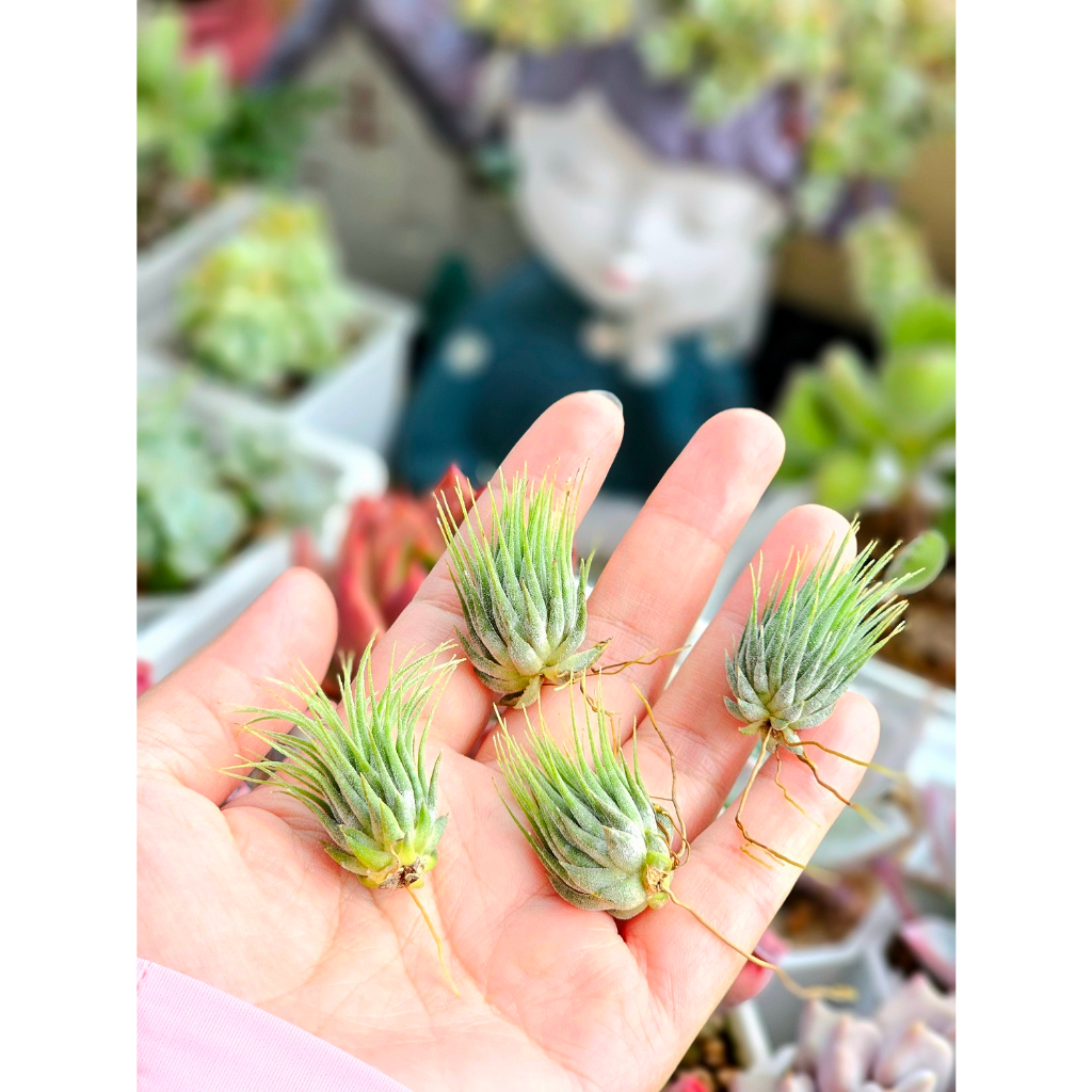 夏天ㄉ店【空氣鳳梨】榛果小精靈 Tillandsia ionantha Hazelnut 空氣鳳梨 空鳳 小精靈