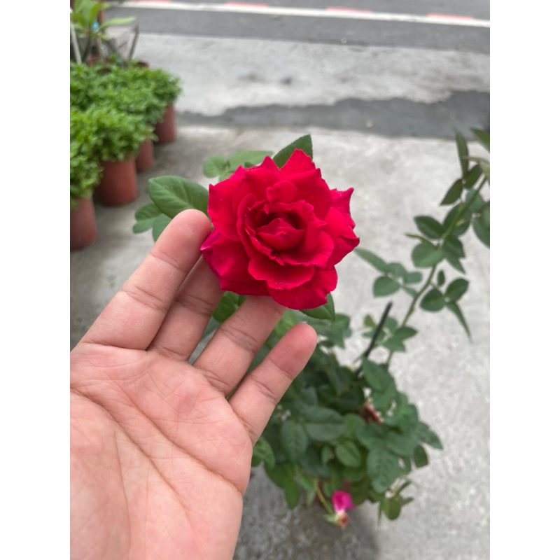 植入日常 蜜妮玫瑰🌹 五吋盆 強香 無刺玫瑰 食用玫瑰 可製作成玫瑰醬 食用植物/網美植物/室外植物 交換禮物 店面擺設