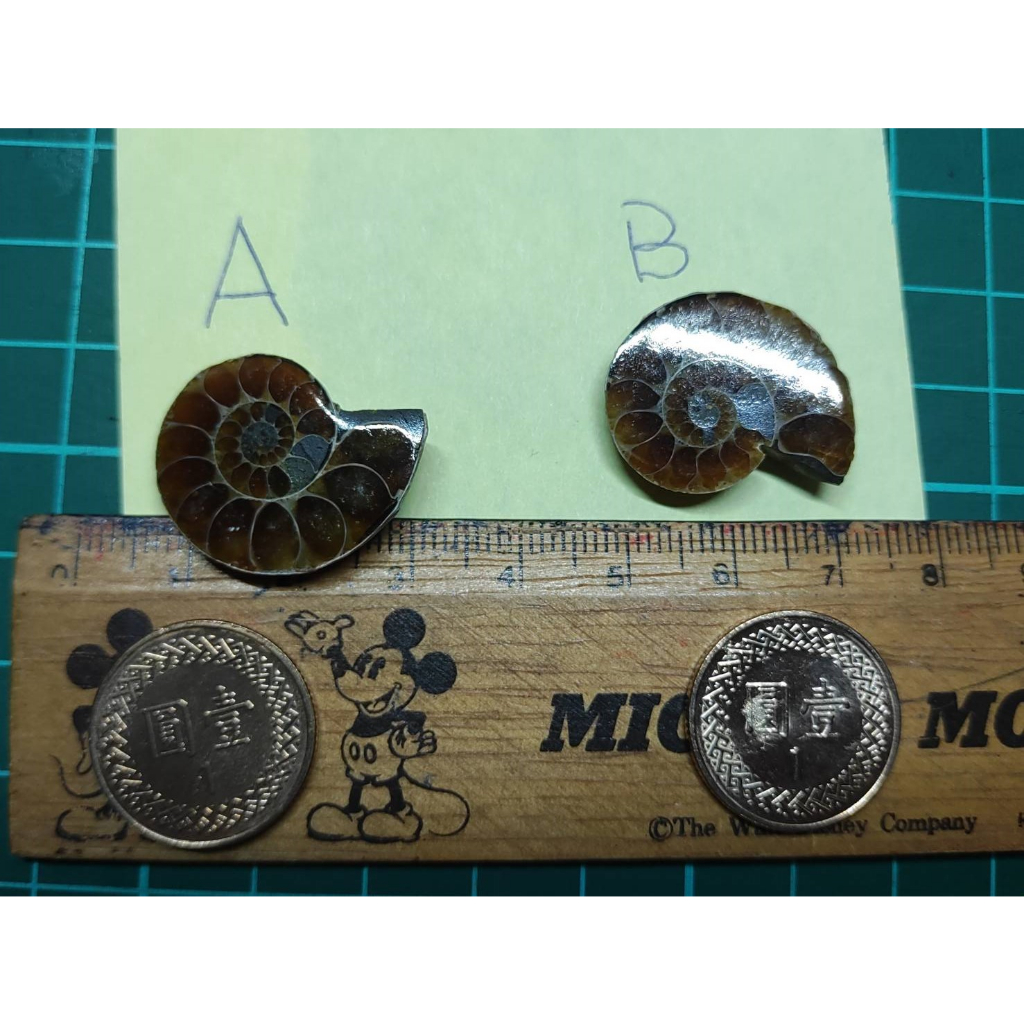 鸚鵡螺化石/班彩螺/天然化石