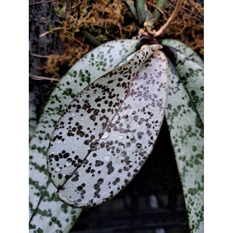 原生種 Phalaenopsis schilleriana 西蕾麗蝴蝶蘭 瓶苗 實生苗 銀色系
