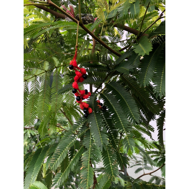 日本小豆樹🪴天使園藝🪴特價種子1顆50元👍數量有限🌱發芽過程自然療癒🌱