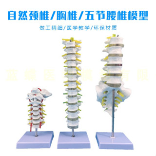 DD004 自然大五節腰椎帶尾椎模型成人腰椎帶尾骨脊椎神經腰椎間盤演示 腰椎模型 尾椎模型 脊椎模型
