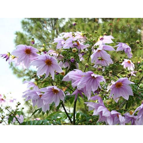 Dahlia imperialis 'caerulea'/帝王大理花/種子