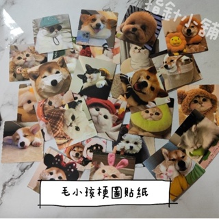 現貨實拍 貓咪貼紙 狗狗貼紙 梗圖 柴犬貼紙 可愛貼紙