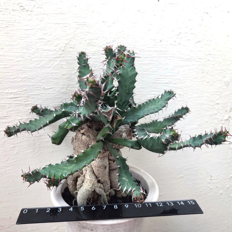 糸·嶼 / Euphorbia Stellata 飛龍 - 大戟 塊根 / 多肉 植物