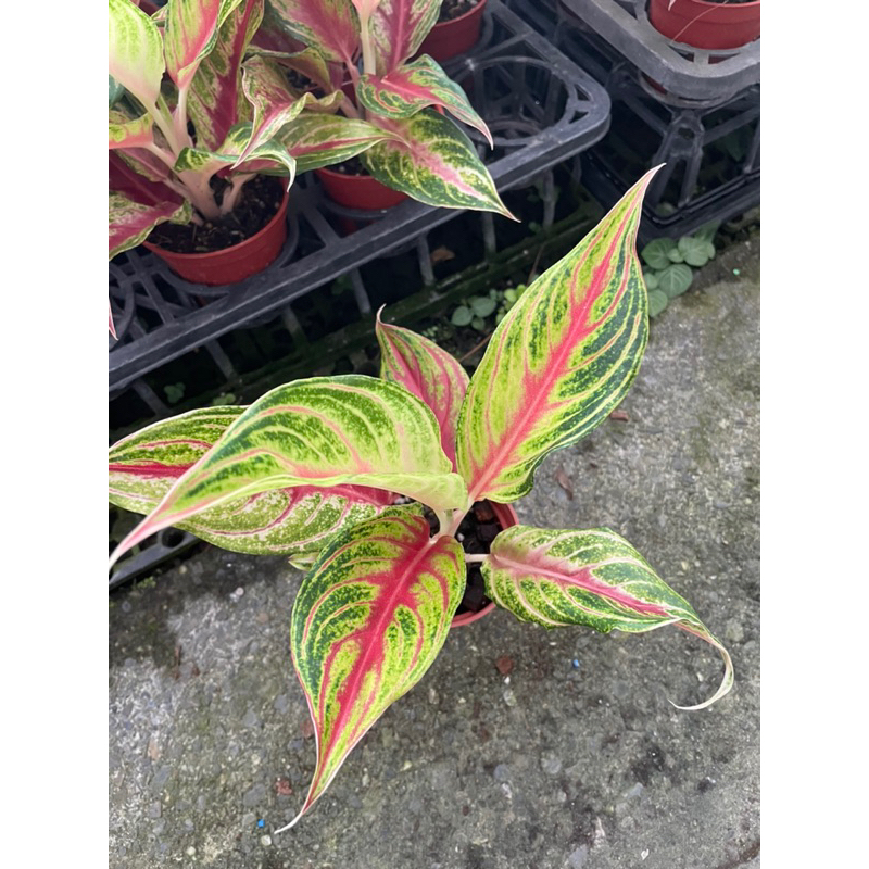 觀葉植物：火狐狸粗勒草小品盆