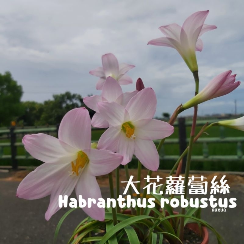 風雨蘭球根 大花蘿蔔絲 Habranthus robustus 大小混合 5球一組