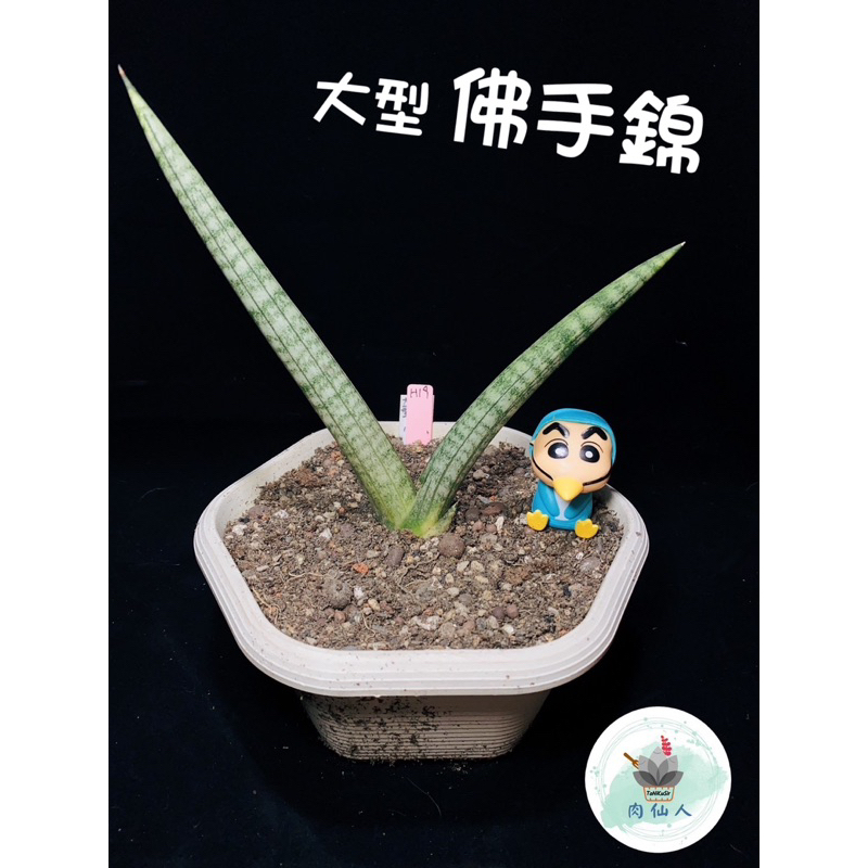 佛手錦_室內植物_虎尾蘭🔹Sansevieria Boncel V 🌵肉仙人