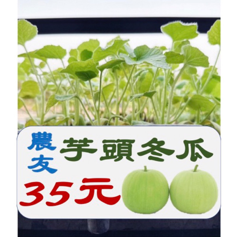 城禾農產🍃 芋頭冬瓜苗 1株 芋香冬瓜苗 冬瓜苗 芋仔冬瓜苗 瓜苗 菜苗 冬瓜菜苗 芋頭冬瓜菜苗 芋香冬瓜菜苗 小冬瓜苗