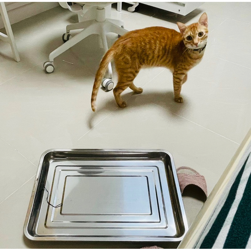 不鏽鋼貓咪散熱鐵盤 二手