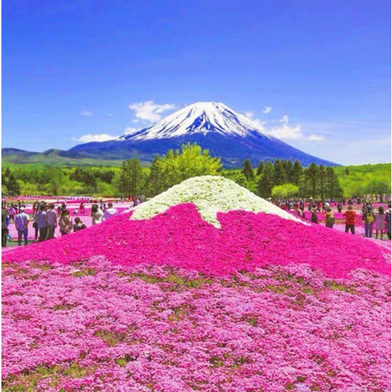 💕花大媽💕芝櫻花種子 四季種植庭院室內外 陽台花園種植 易種植