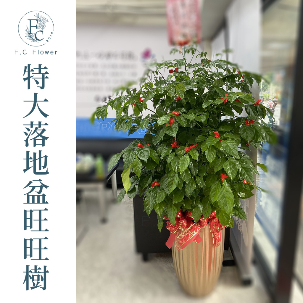 【F.C Flower】特大落地盆旺旺樹 旺旺樹盆景 盆栽 開幕 榮升 榮調 喬遷祝賀 祝賀盆景 開店盆栽