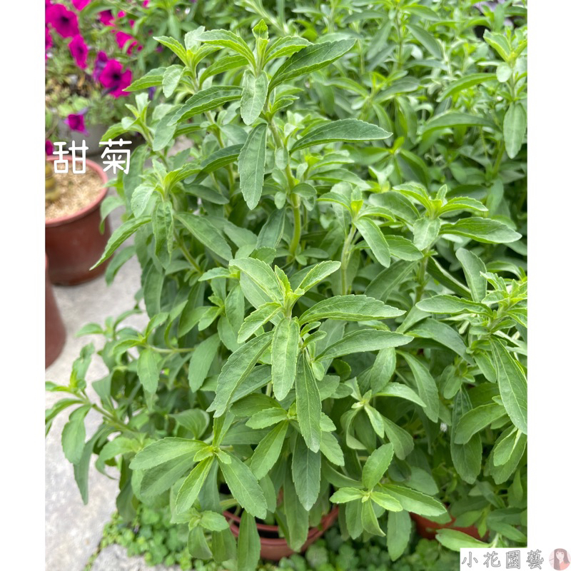 小花園藝 甜菊 葉甜 可食用 甜味劑製成 5吋盆 $120