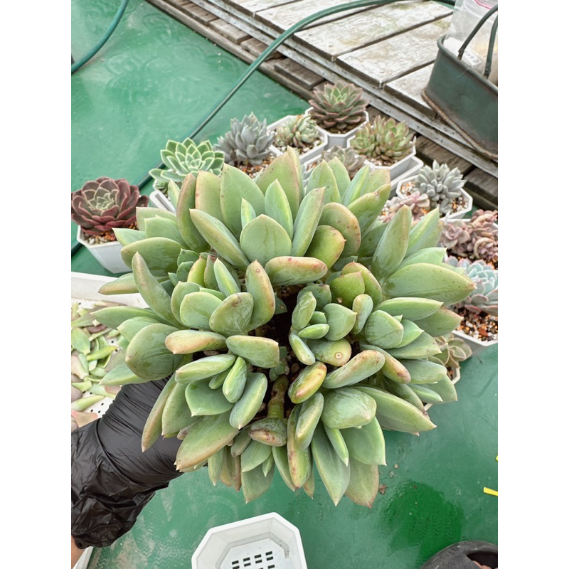 多肉植物 【特選】❁︎星美人錦 | legaleagle.co.nz