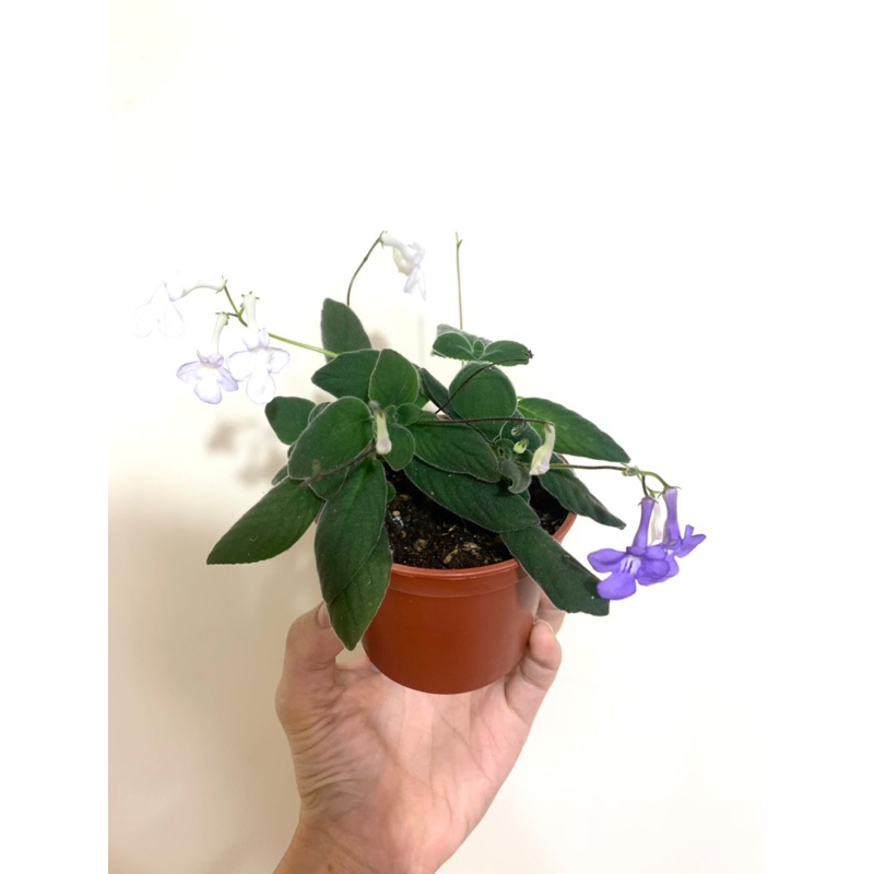 🌵EnjoyGarden🌵白色海豚花/紫色海豚花