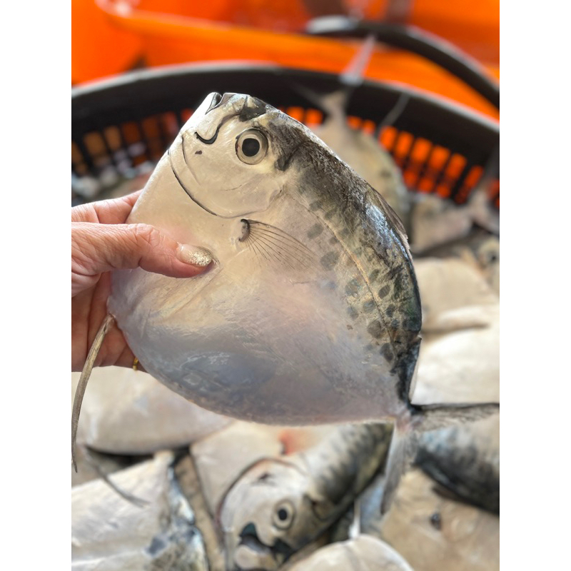 🌊澎湖海鮮🌊⋯野生「皮刀魚」每包2隻裝（450g+-50）😋😋😋