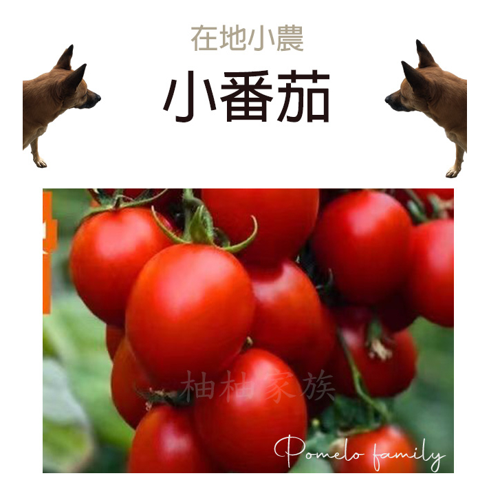 小番茄 玉女番茄 番茄  600g 溫室小番茄   網室栽培 番茄 水果