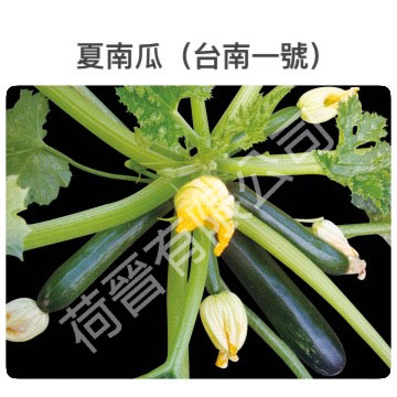 夏南瓜(臺南1號)種子(約30粒) 一代交配 櫛瓜 節瓜 筍瓜 嫩南瓜 美國南瓜