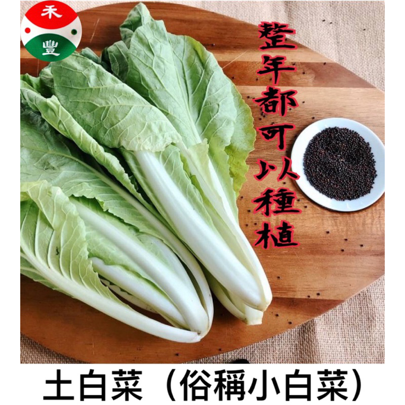 現貨）小白菜種子｜30天即採收｜土白菜｜切葉白菜｜開心農場｜居家種植｜蔬菜專業戶｜蔬菜種子｜園藝 ｜超高發芽率｜