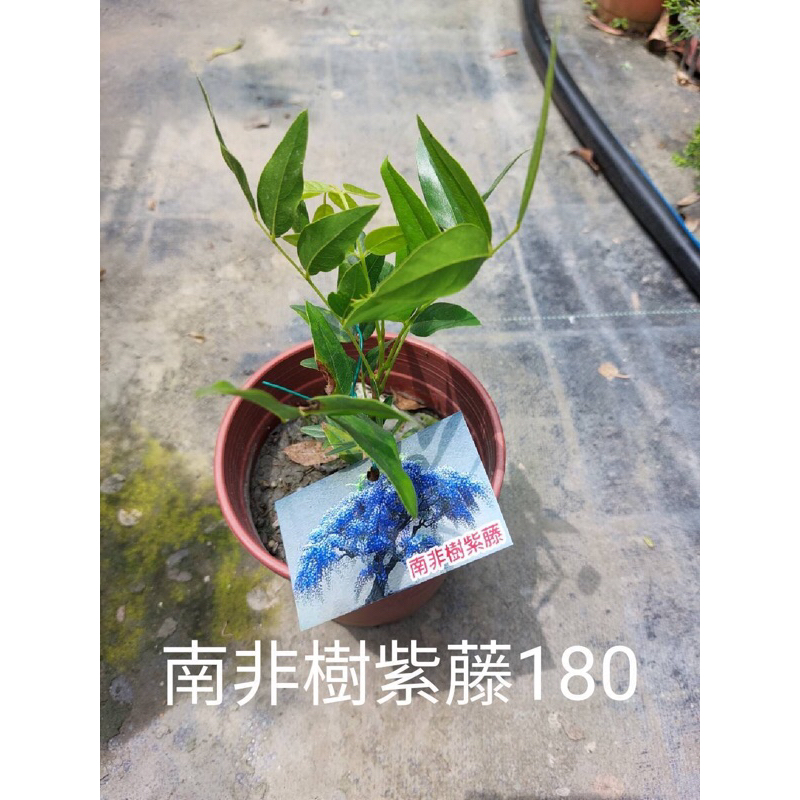 卉迎園藝 南非樹紫藤苗 6吋盆 單價180元 超商一箱可裝3棵