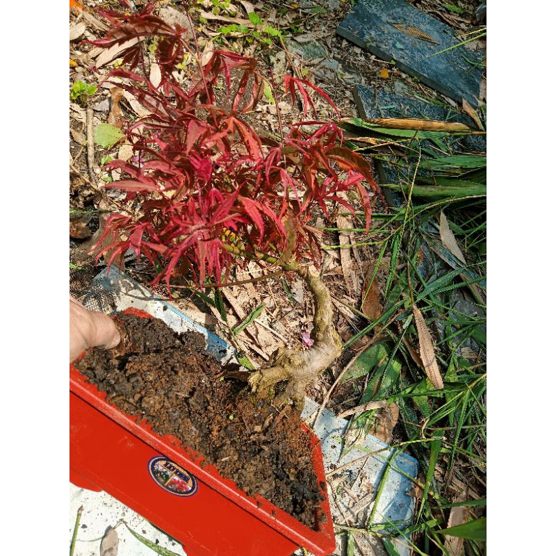 老粗頭露根特殊少見日本紅楓樹槭樹小品盆栽，3980元葉子常年都是紅色帶黑色紋路造型漂亮好種植喜歡半日照以上潮濕的環境免運
