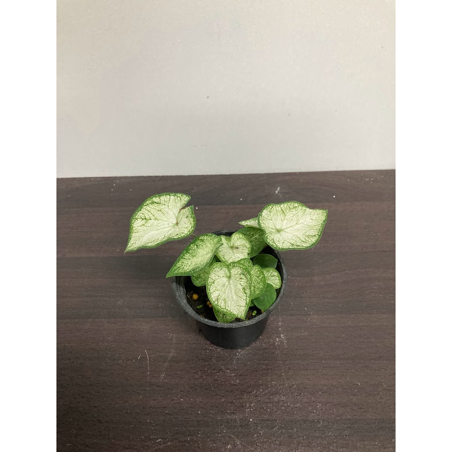 綠園-月光彩葉芋-彩葉芋-3寸盆