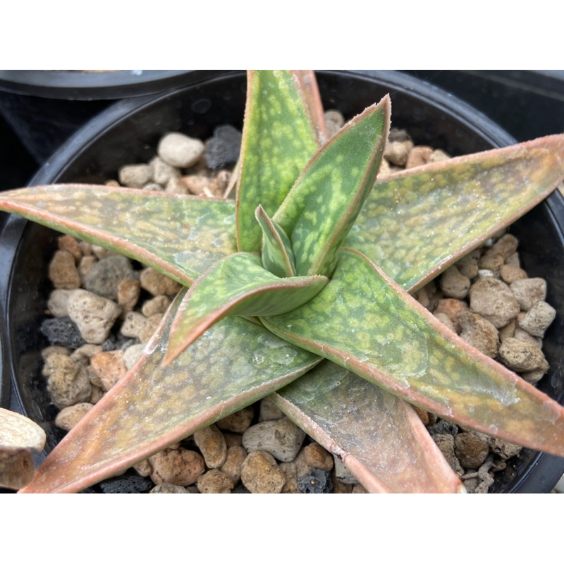 奧莉諾多肉園/ 多肉植物 Gasteraloe "Marble Queen" 臥牛蘆薈 3吋