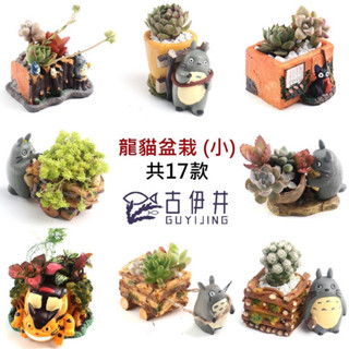 【古伊井】臺灣現貨全網最便宜［熱賣］［療癒］多肉盆栽龍貓盆栽多款宮崎駿迷你可愛精緻多肉植物水族箱辦公桌裝飾品小物豆豆龍