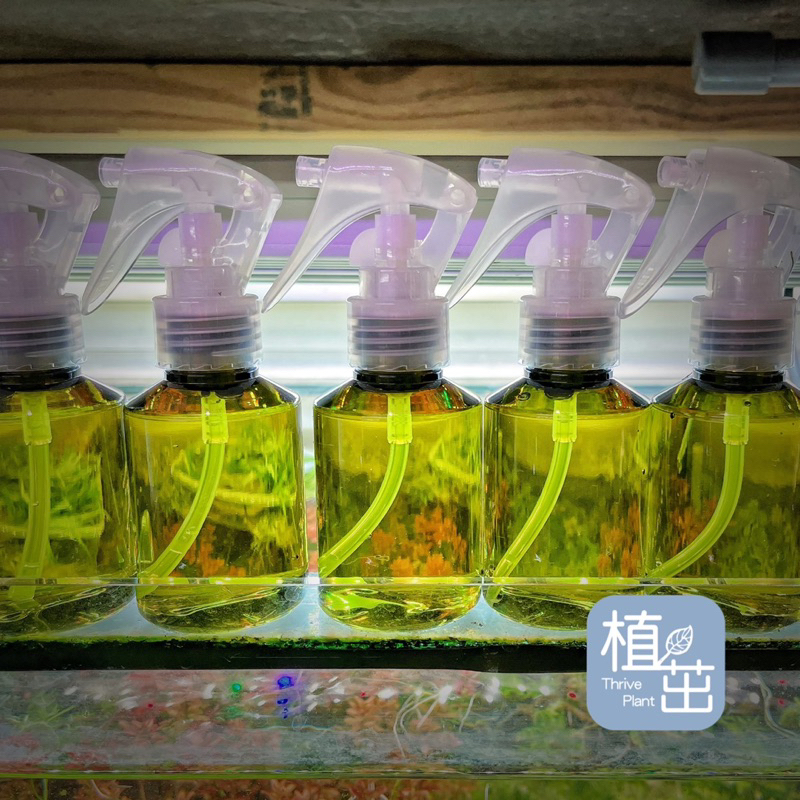 植茁🌿 苔蘚液 生態瓶 生態缸