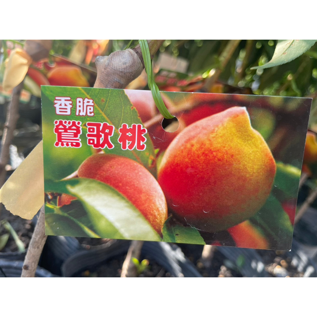 ★ 逗花枝玩 ☆  水果苗 鶯歌桃  4吋